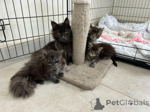 Photo №1. maine coon - à vendre en ville de Beilnngries | Gratuit | Annonce № 145307