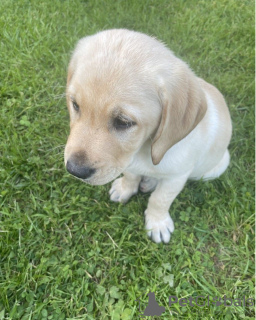 Photo №2 de l'annonce № 51103 de la vente golden retriever - acheter à USA annonce privée