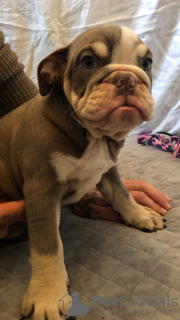 Photo №1. bulldog anglais - à vendre en ville de Butler | 379€ | Annonce №111117