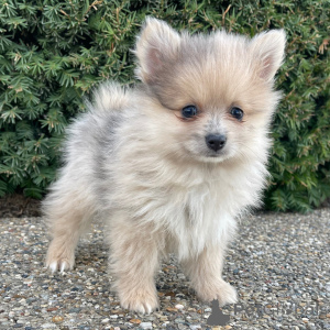 Photo №1. spitz nain - à vendre en ville de Berlin | 372€ | Annonce №136000