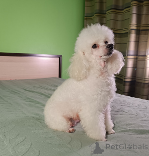 Photo №1. caniche (nain) - à vendre en ville de Tallinn | 400€ | Annonce №135381