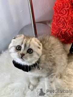 Photo №3. iloiset Scottish Fold -pennut, 10 viikkoa vanhat Pentumme lähtevät kotoa. La finlande