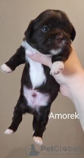 Photo №2 de l'annonce № 41364 de la vente shih tzu - acheter à Pologne éleveur