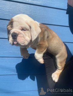 Photo №1. bulldog anglais - à vendre en ville de Boston | 360€ | Annonce №125629