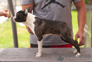 Photos supplémentaires: Boston Terrier Beaux chiots à vendre