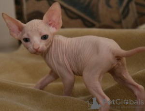 Photo №1. sphynx - à vendre en ville de Ringsted | négocié | Annonce № 58515