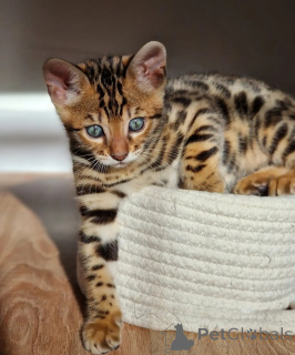 Photo №3. Beaux chatons Bengal tachetés de brun, mâles et femelles disponibles. Pays Bas