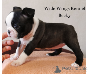 Photo №1. terrier de boston - à vendre en ville de Budapest | 900€ | Annonce №139102