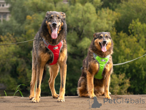 Photo №2 de l'annonce № 152308 de la vente chien bâtard - acheter à Fédération de Russie annonce privée