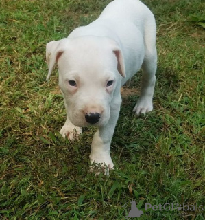 Photo №1. dogue argentin - à vendre en ville de Vermontville | Gratuit | Annonce №110085