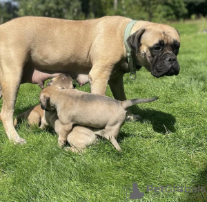 Photo №1. bullmastiff - à vendre en ville de Jersey City | 531€ | Annonce №129528