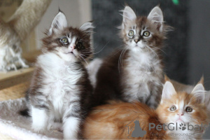 Photo №3. Des chatons Maine Coon vaccinés pour des foyers aimants. Pays Bas