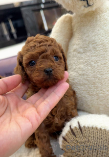 Photo №1. caniche (jouet) - à vendre en ville de Ville de Londres | Gratuit | Annonce №157432