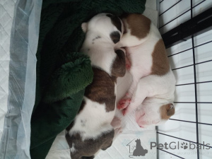 Photo №3. Amerikanische Bulldogge, Nicht XL. Allemagne