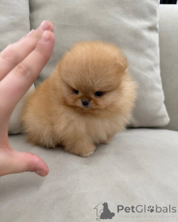 Photo №4. Je vais vendre spitz nain en ville de Lubenec. éleveur - prix - 250€
