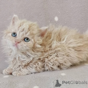 Photo №1. selkirk rex à longs poils - à vendre en ville de Bruxelles | négocié | Annonce № 174855