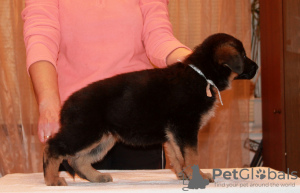 Photos supplémentaires: Chiot berger allemand