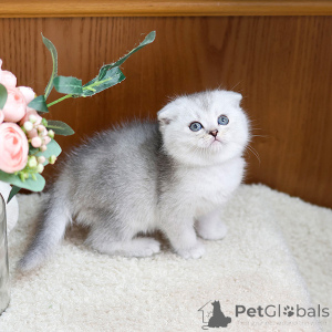 Photo №1. scottish fold - à vendre en ville de Lyon | négocié | Annonce № 158648