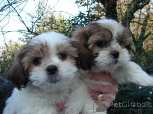 Photo №1. shih tzu - à vendre en ville de Levél | Gratuit | Annonce №138666
