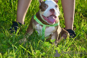 Photos supplémentaires: American Bully Kennel propose des chiots à la réservation