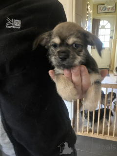 Photo №2 de l'annonce № 159365 de la vente chihuahua - acheter à USA annonce privée