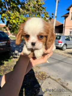 Photo №1. cavalier king charles spaniel - à vendre en ville de Zrenjanin | négocié | Annonce №82048