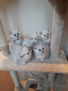 Photos supplémentaires: Mignons chatons British shorthair vaccinés à vendre