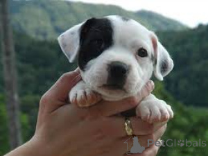Photo №2 de l'annonce № 165995 de la vente staffordshire bull terrier - acheter à Espagne annonce privée, éleveur