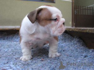 Photo №1. bulldog anglais - à vendre en ville de Linz | négocié | Annonce №161373