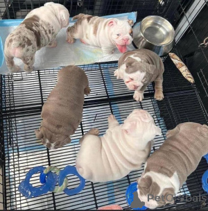 Photo №2 de l'annonce № 157880 de la vente bulldog anglais - acheter à Allemagne de l'abri, éleveur