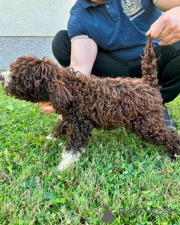 Photo №2 de l'annonce № 140774 de la vente chien d'eau romagnol - acheter à Serbie 