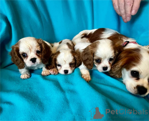 Photo №1.  - à vendre en ville de Böbingen | 350€ | Annonce №154608