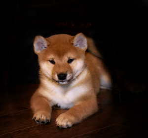 Photo №4. Je vais vendre shiba en ville de Nizhny Novgorod. annonce privée - prix - Négocié