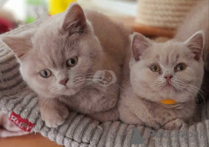 Photo №1. british shorthair - à vendre en ville de Thiva | Gratuit | Annonce № 125546