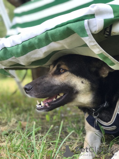 Photos supplémentaires: Emmochka est une jeune chienne frémissante qui aime le monde entier.