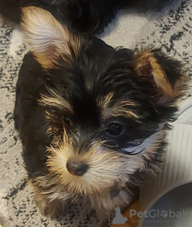 Photos supplémentaires: Il reste 2 superbes chiots Yorkshire Terrier (âgés de 10 semaines)