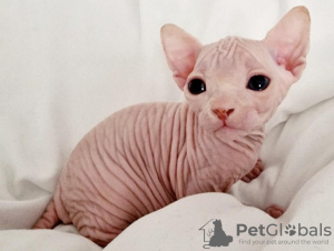 Photo №1. sphynx - à vendre en ville de Milan | 250€ | Annonce № 124568