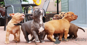 Photo №2 de l'annonce № 164838 de la vente bouledogue américain - acheter à Belgique annonce privée, éleveur