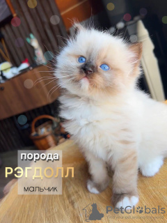 Photo №2 de l'annonce № 98867 de la vente ragdoll - acheter à Fédération de Russie de la fourrière, éleveur