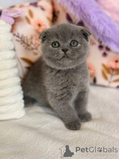 Photo №1. scottish fold - à vendre en ville de Beiersdorf | 350€ | Annonce № 173643