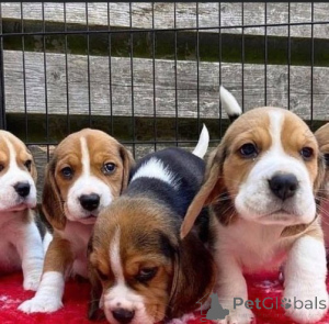 Photo №1. beagle - à vendre en ville de Paris | négocié | Annonce №157237