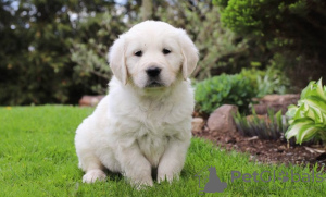 Photo №1. golden retriever - à vendre en ville de Дублин | Gratuit | Annonce №124152