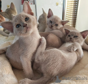 Photo №1. burmese - à vendre en ville de Landes | 350€ | Annonce № 174772