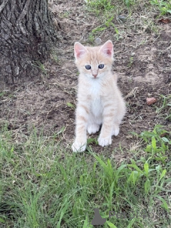 Photo №3. Chaton masculin - 1/4 du Maine Coon - 9 semaines. USA