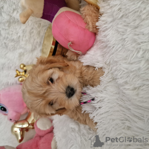 Photo №3. Maltipoo fb1 BellaQueen. Pologne