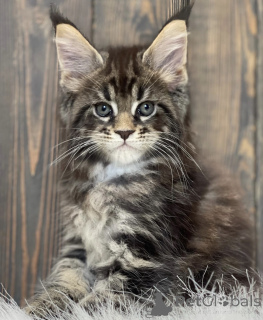 Photo №1. maine coon - à vendre en ville de Baden-Baden | 550€ | Annonce № 163460