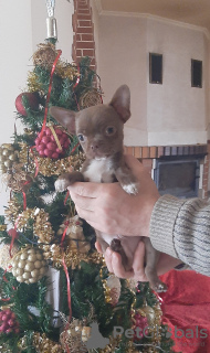 Photo №3. Chiots Chihuahua aux couleurs rares!. Ukraine