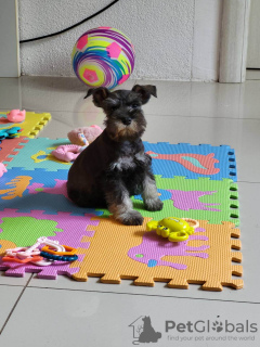 Photo №4. Je vais vendre schnauzer miniature en ville de Ruma. annonce privée - prix - négocié