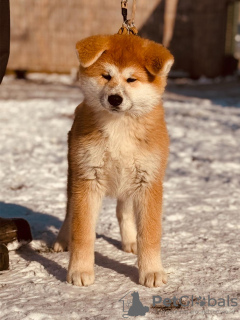 Photos supplémentaires: Chiots Akita Inu japonais