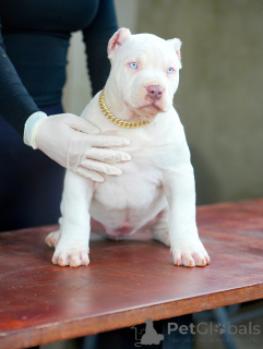 Photo №3. Doux, intelligent et plein d'éclat, le cœur de Nova brille aussi fort que les. Allemagne